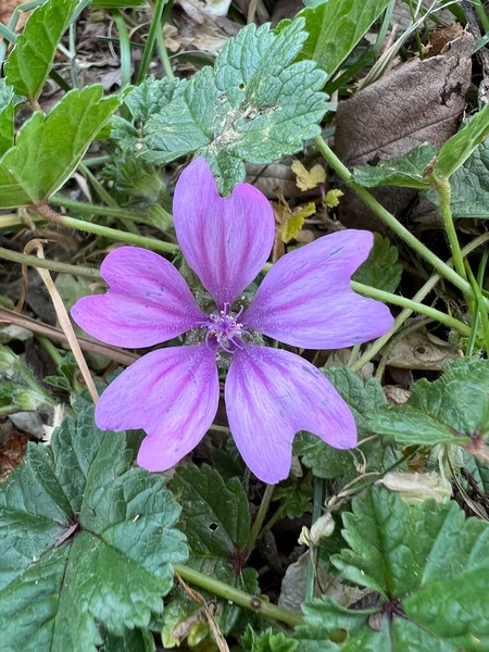 Fioletowy Pospolity Kwiat Słodu Lub Sery High Mallow Wysoki Mallow — Zdjęcie stockowe