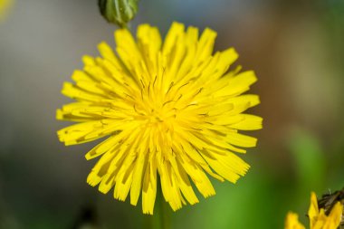 Yeşil çayırlarda çiçek açan güzel karahindiba çiçekleri. Yüksek kalite fotoğraf