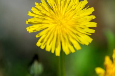 Yeşil çayırlarda çiçek açan güzel karahindiba çiçekleri. Yüksek kalite fotoğraf