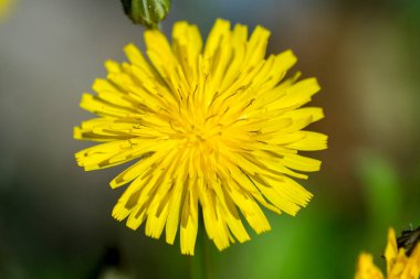Yeşil çayırlarda çiçek açan güzel karahindiba çiçekleri. Yüksek kalite fotoğraf