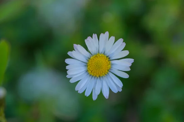 Stokrotki Kwiaty Ogrodzie Wysokiej Jakości Zdjęcie — Zdjęcie stockowe