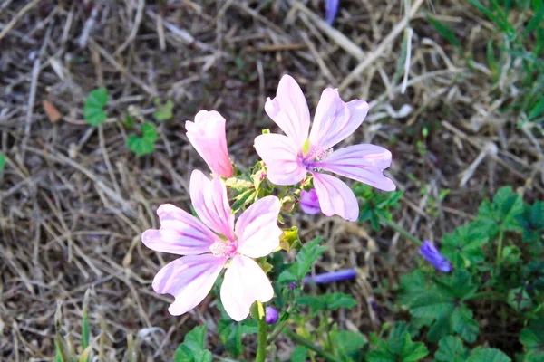 Fioletowy Pospolity Kwiat Słodu Lub Sery High Mallow Wysoki Mallow — Zdjęcie stockowe