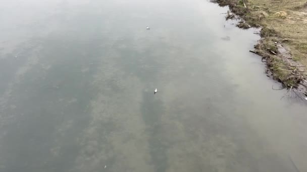 海鸥在波河中游泳 — 图库视频影像