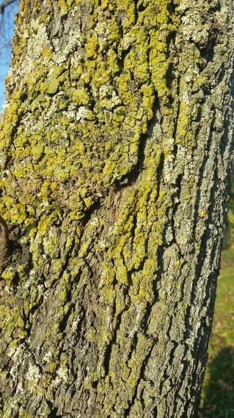 Árvore Casca Fundo Com Musgo Foto Alta Qualidade — Fotografia de Stock