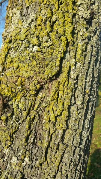 Fondo Corteza Árbol Con Musgo Foto Alta Calidad — Foto de Stock