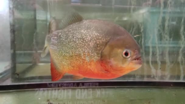 Κόκκινη Κοιλιά Πιράνχα Ψάρια Στο Ενυδρείο — Αρχείο Βίντεο