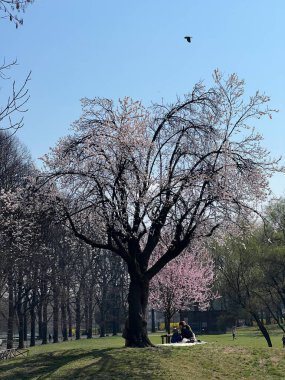 İtalya 'da güneşli bir baharda, nehirde kiraz çiçeği açar. Yüksek kalite fotoğraf