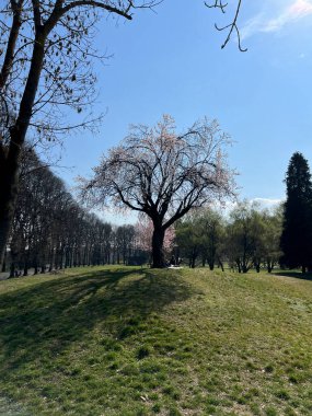 İtalya 'da güneşli bir baharda, nehirde kiraz çiçeği açar. Yüksek kalite fotoğraf