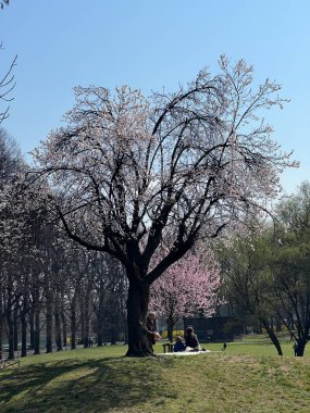 İtalya 'da güneşli bir baharda, nehirde kiraz çiçeği açar. Yüksek kalite fotoğraf
