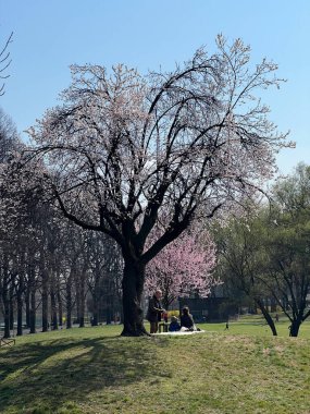 İtalya 'da güneşli bir baharda, nehirde kiraz çiçeği açar. Yüksek kalite fotoğraf