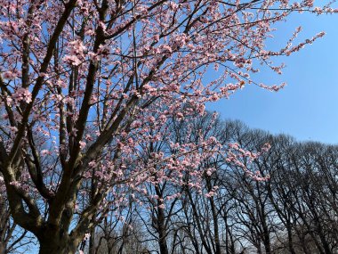 İtalya 'da güneşli bir baharda, nehirde kiraz çiçeği açar. Yüksek kalite fotoğraf
