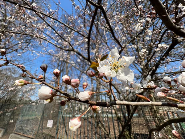 Kwitną Wiśnie Nad Rzeką Włoszech Słoneczny Dzień Wiosny Wysokiej Jakości — Zdjęcie stockowe