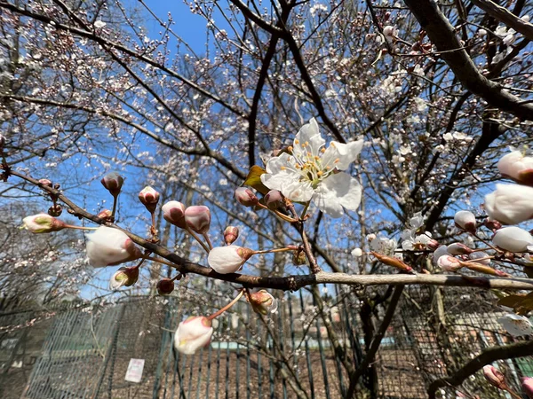 봄철에는 이탈리아의 벚꽃이 고품질 — 스톡 사진
