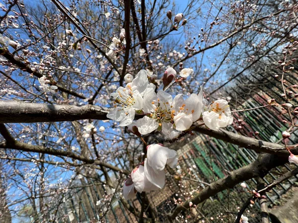 Цветение Сакуры Над Рекой Италии Солнечный День Весной Высокое Качество — стоковое фото