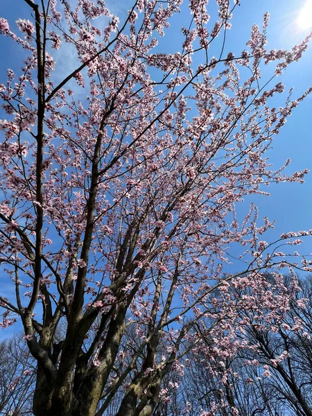 봄철에는 이탈리아의 벚꽃이 고품질 — 스톡 사진