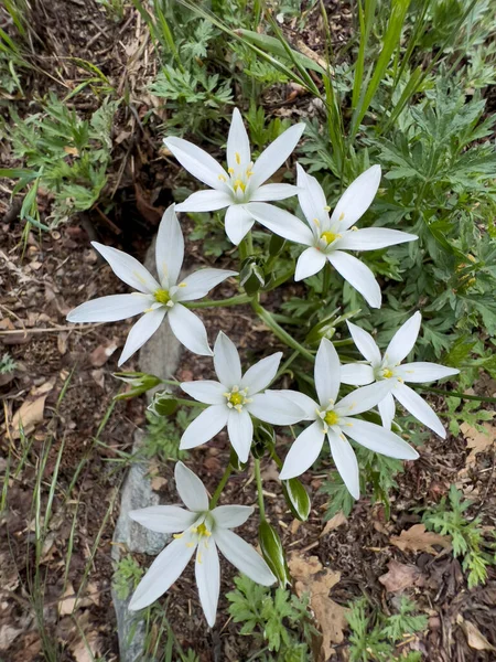 Zephyranthes Candida Rain Lilie Zielonej Łące Wysokiej Jakości Zdjęcie — Zdjęcie stockowe