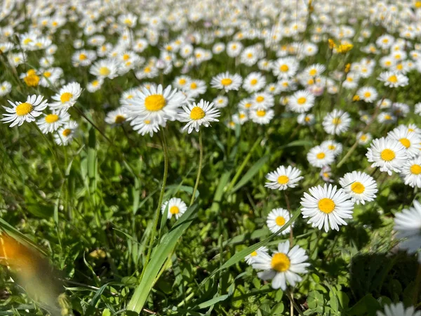 Prästblommor Trädgården Högkvalitativt Foto — Stockfoto