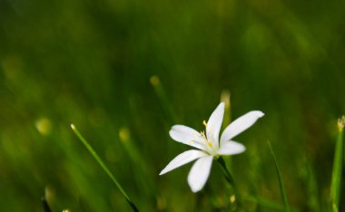 Zephyranthes Candida Yağmur Zambakları yeşil çayırda. Yüksek kalite fotoğraf