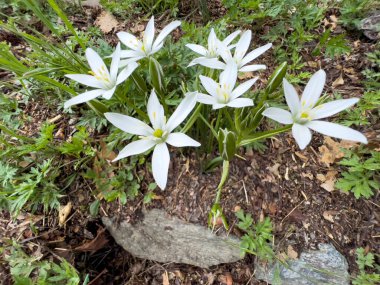 Zephyranthes Candida Yağmur Zambakları yeşil çayırda. Yüksek kalite fotoğraf