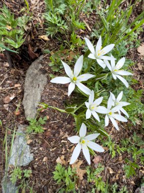 Zephyranthes Candida Yağmur Zambakları yeşil çayırda. Yüksek kalite fotoğraf