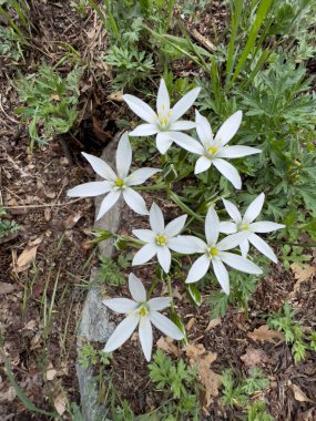Zephyranthes Candida Yağmur Zambakları yeşil çayırda. Yüksek kalite fotoğraf
