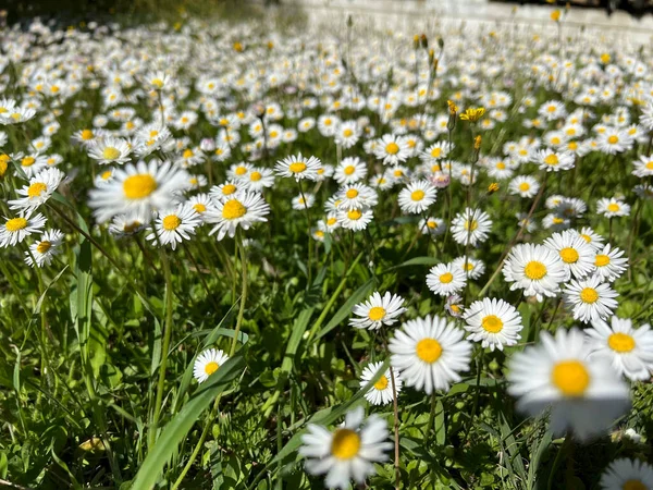 Prästblommor Trädgården Högkvalitativt Foto — Stockfoto