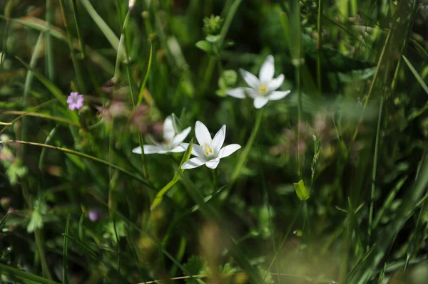 Zephyranthes Candida Regenlelies Groene Weide Hoge Kwaliteit Foto — Stockfoto