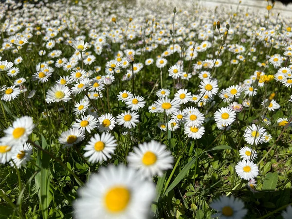 Százszorszép Virágok Kertben Kiváló Minőségű Fénykép — Stock Fotó
