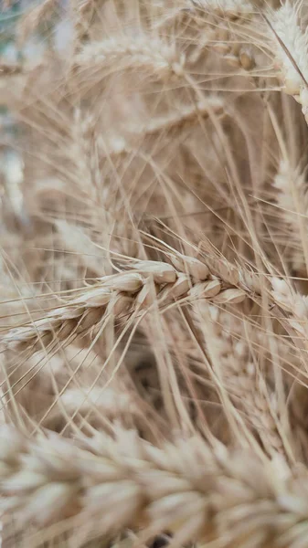 Ripe Wheat Sun Background High Quality Photo — Fotografia de Stock