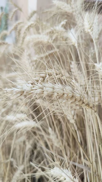 Ripe Wheat Sun Background High Quality Photo — Fotografie, imagine de stoc