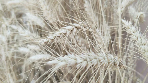 Ripe Wheat Sun Background High Quality Photo — 스톡 사진