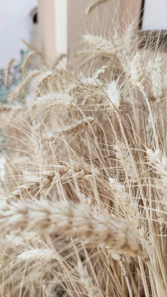 Ripe Wheat Sun Background High Quality Photo — Fotografia de Stock