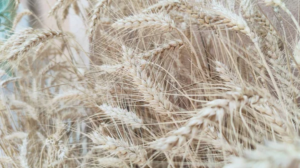 Ripe Wheat Sun Background High Quality Photo — Fotografia de Stock