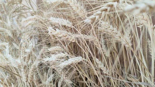 Ripe Wheat Sun Background High Quality Photo — 스톡 사진