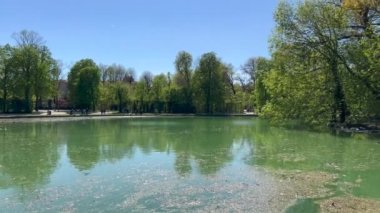 Parma Italya 'daki Ducale Parkı yaban ördekleriyle dolu küçük bir göl. Yüksek kalite 4k görüntü