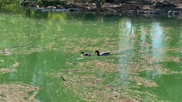 Ducale Park Parmie Włoszech Małe Jezioro Krzyżówkami Wysokiej Jakości Materiał — Wideo stockowe