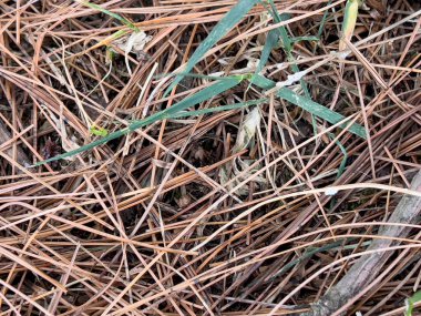 Çam kozalaklı çam iğneleri düştü. Yüksek kalite fotoğraf