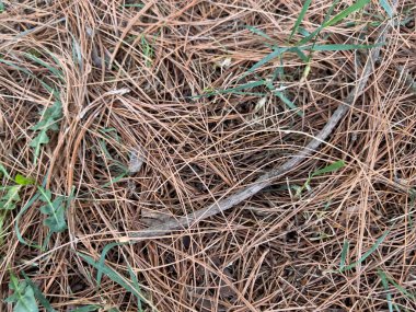 Çam kozalaklı çam iğneleri düştü. Yüksek kalite fotoğraf