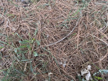 Çam kozalaklı çam iğneleri düştü. Yüksek kalite fotoğraf