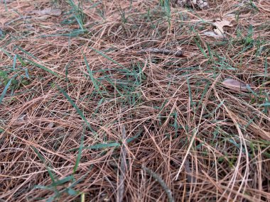 Çam kozalaklı çam iğneleri düştü. Yüksek kalite fotoğraf