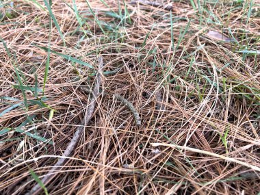 Çam kozalaklı çam iğneleri düştü. Yüksek kalite fotoğraf