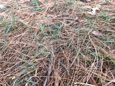 Çam kozalaklı çam iğneleri düştü. Yüksek kalite fotoğraf