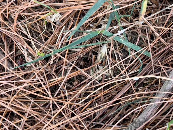 Undergrowth Pine Needles Fallen Pine Cone High Quality Photo — Stok fotoğraf