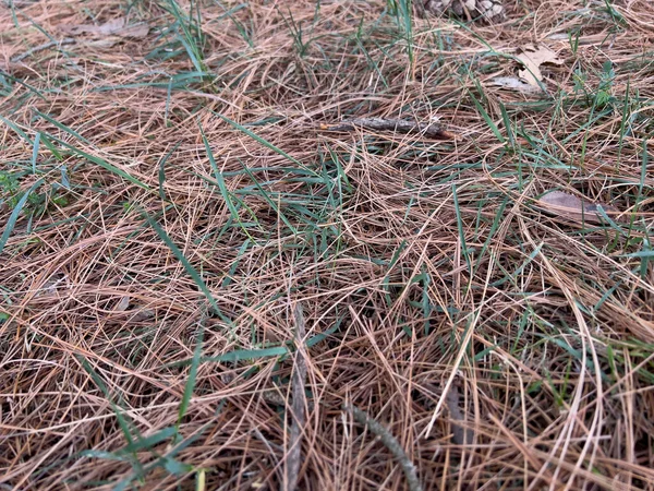 Çam kozalaklı çam iğneleri düştü. Yüksek kalite fotoğraf