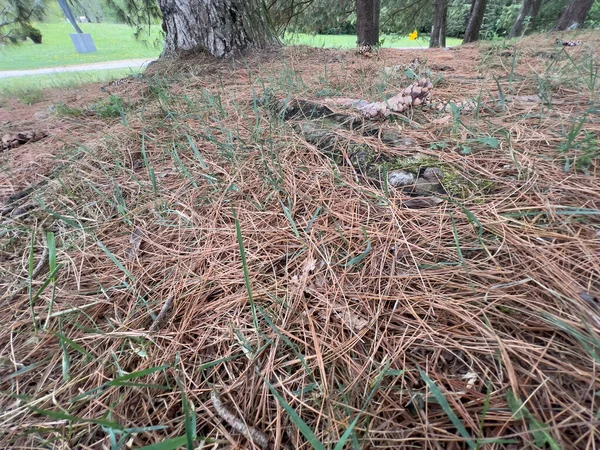 Undergrowth Pine Needles Fallen Pine Cone High Quality Photo — Stock Photo, Image