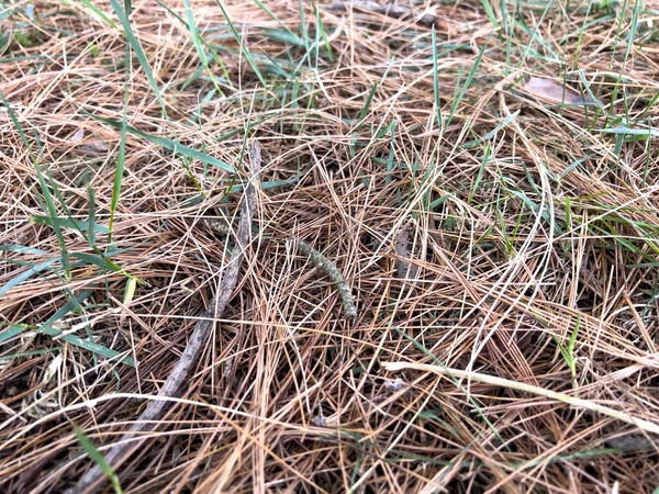 Çam kozalaklı çam iğneleri düştü. Yüksek kalite fotoğraf