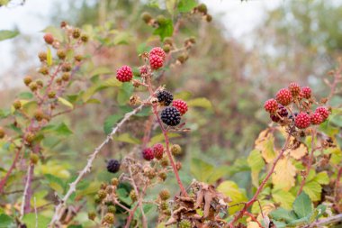 Dallarında olgunlaşmamış kırmızı ve olgun siyah meyvelerle yabani böğürtlen böğürtlenleri. Yüksek kalite fotoğraf