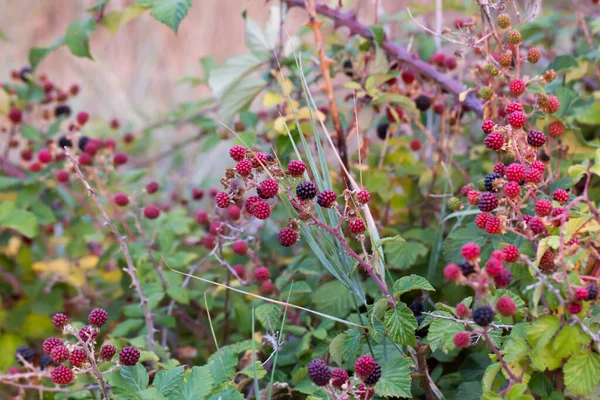 Wild Blackberry Bramble Unripe Red Ripe Black Fruits Branches High — Stock Photo, Image