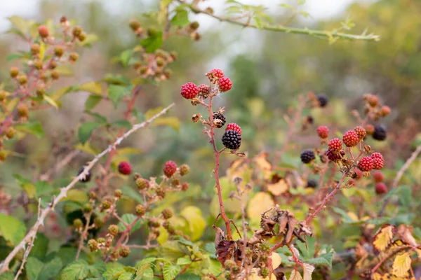 Wild Blackberry Bramble Unripe Red Ripe Black Fruits Branches High — Fotografia de Stock