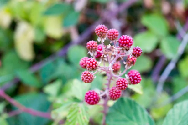 Wild Blackberry Bramble Unripe Red Ripe Black Fruits Branches High — Foto de Stock